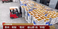 出发展优、质量佳的株系
